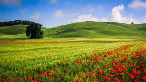 Beautiful hills meadow landscape, trees, poppies, summer, wallpaper ...