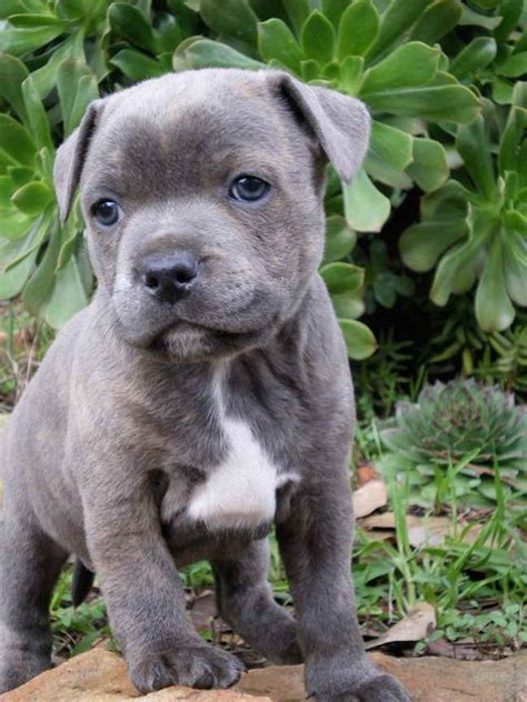 Blue Staffordshire Bull Terrier Puppy | PETSIDI