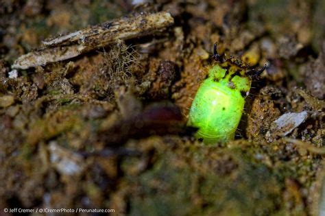 Photos: A Green Glow Worm from the Amazon (With images) | Glow worm, Incredible creatures, Species