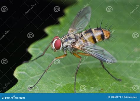 Tachinidae fly stock photo. Image of green, flora, wildlife - 14867074