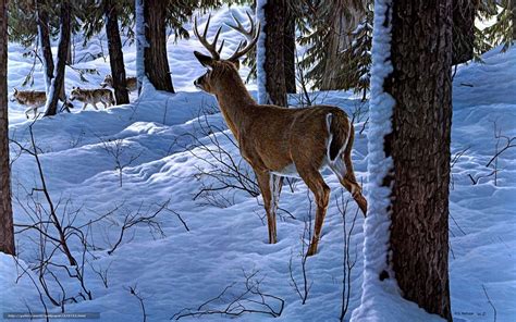 🔥 [84+] Free Wallpapers Deer in Snow | WallpaperSafari