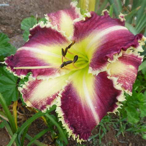 Stardreamer Daylilies - PURPLE SEA STAR*