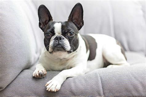 Frenchton Dog Breed Information and Characteristics