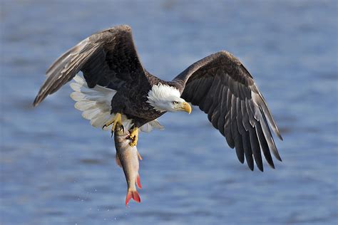 Bald Eagle Catching A Big Fish Photograph by Jun Zuo - Pixels