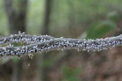 San Antonio expert give details on the tiny white fluffy insects