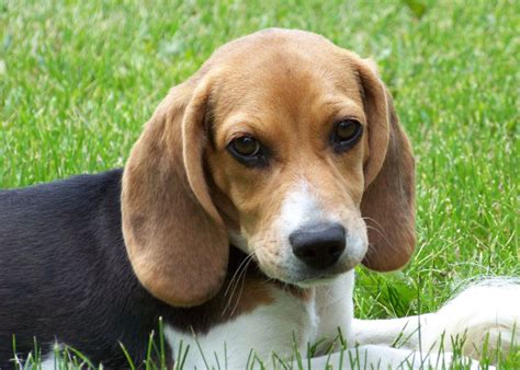 Six Beagle Puppies Blinded And Killed For Inconclusive Experiment