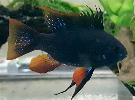 Dwarf German Black Ram Cichlid for sale at AzGardens.com