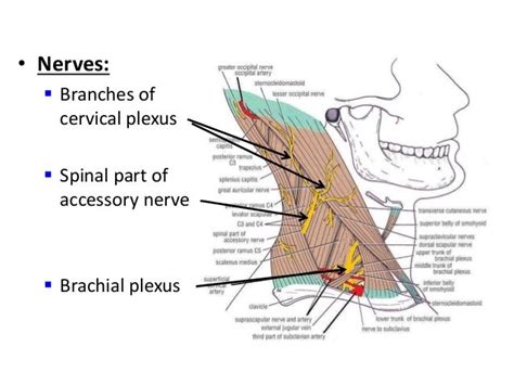 Posterior triangle of the neck