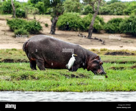 Hippopotamus eating grass hi-res stock photography and images - Alamy