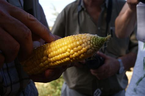 Producing the best silage maize for cows - Dairy Global