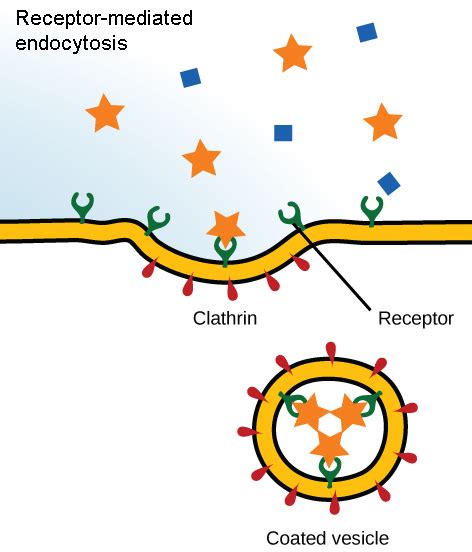 Endocytosis and Exocytosis | Biology for Non-Majors I