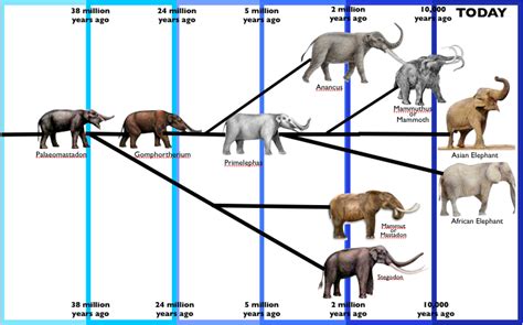 Elephant Evolution Chart