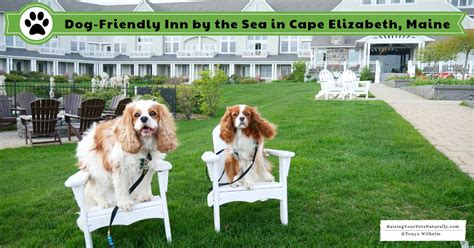 Inn by the Sea a Pet-Friendly Luxury Oceanfront Resort Outside of Portland, Maine | Dog-Friendly ...