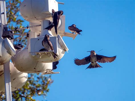 Purple Martin Nesting (Behavior, Eggs, Location + FAQs) | Birdfact