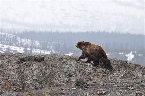 Fotos gratis : naturaleza, desierto, nieve, invierno, animal, linda ...