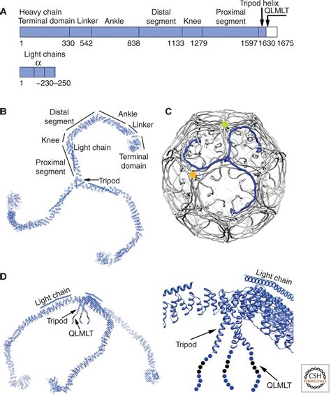 Molecular Structure, Function, and Dynamics of Clathrin-Mediated Membrane Traffic