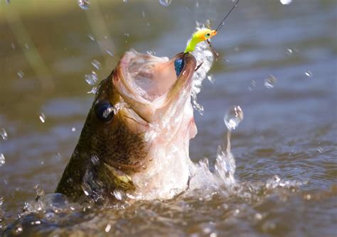 Is Catch-and-Release Fishing Bad? Learn More | PETA