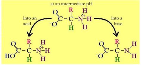 Poorveez Paradyz:Medimuseion : Phosphate buffer and protein buffers