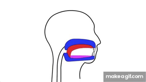 How to Do MEWING Tongue Posture (Correctly) on Make a GIF