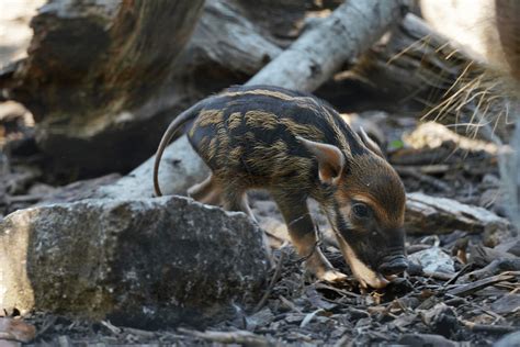 Red river hog - Potamochoerus porcus | Visit us at Marwell Zoo