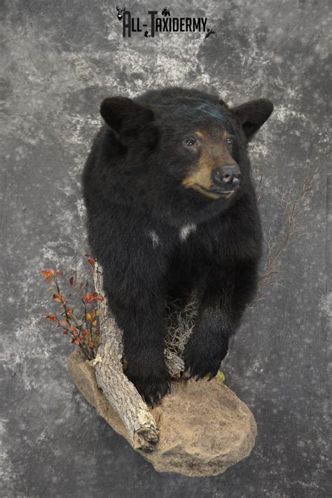 Black Bear Taxidermy Mounts - All Taxidermy