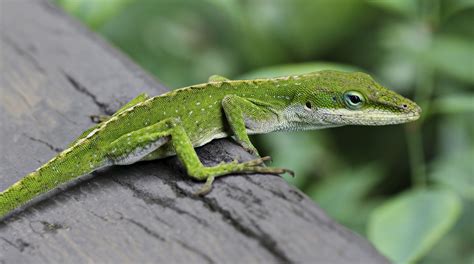 Competition between related species of lizards can drive evolution ...