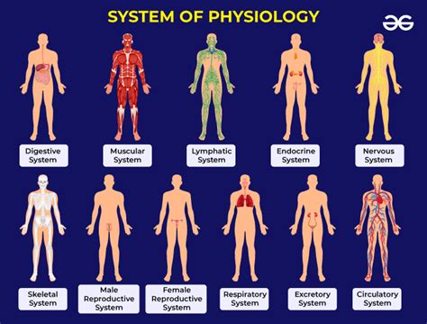 What is Physiology? History, Types, & Branches - GeeksforGeeks