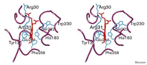 Crystal structure of ferrochelatase: the terminal enzyme in heme ...