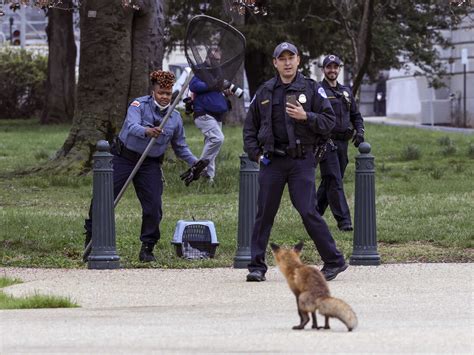 The Capitol fox fascinated folks. But no one mentioned the cost of rabies treatment | WITF