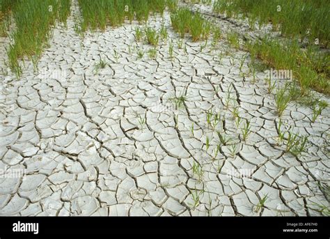 Chalky soil cracked and dried after crop devastation through Stock ...