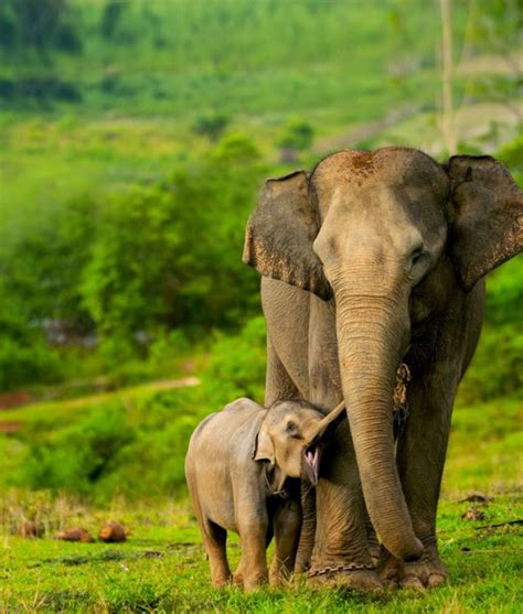 Gambar Mengenal Gajah Sumatera Satwa Terancam Punah Binatang Gambar Hewan Langka di Rebanas ...