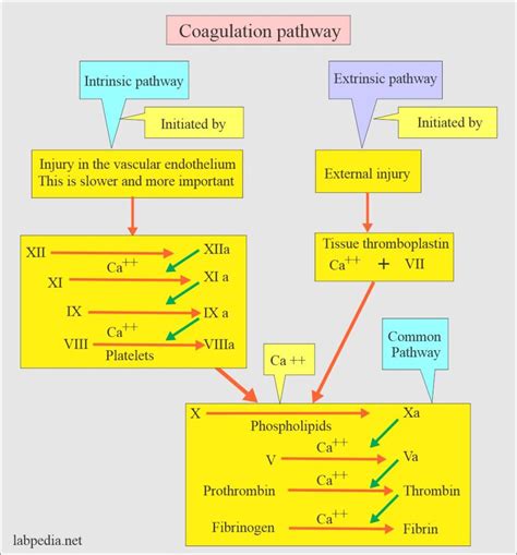 Coagulation:- part 4 - Partial Thromboplastin Time (PTT) and APTT - Labpedia.net