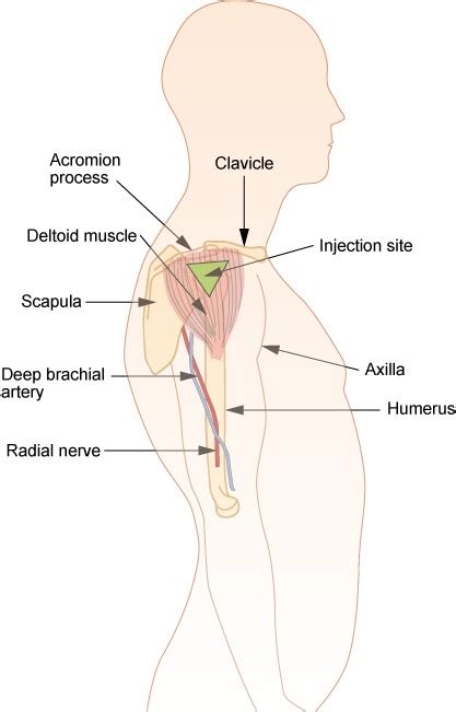 B12 vitamin Store How to Give an Intramuscular Injection of Vitamin B12