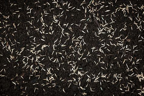 Grass Seed Not Germinating: 10 Problems And How To Fix Them