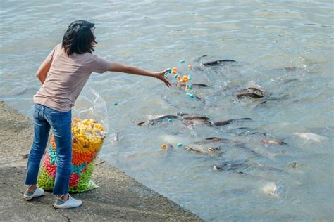 Budidaya Ikan Lele untuk Pemula, Lengkap!