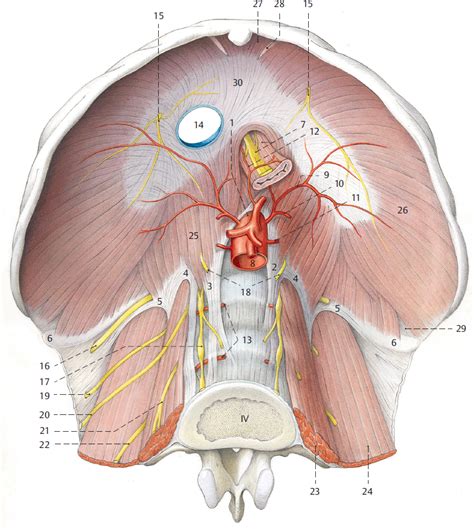 3 Thoracolumbar Junction | Musculoskeletal Key