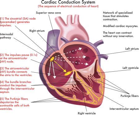 Conduction System of the Heart | Anatomy, Nodes & Pathway - Lesson ...