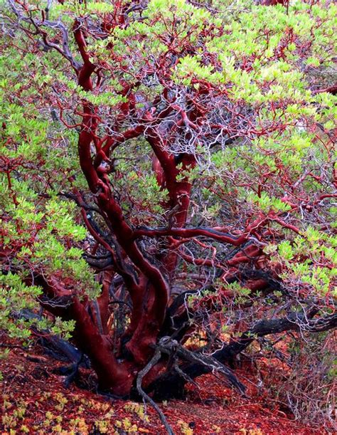 Manzanita Tree | Manzanita tree, Weird trees, Old trees