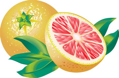 Grapefruit clipart 20 free Cliparts | Download images on Clipground 2024