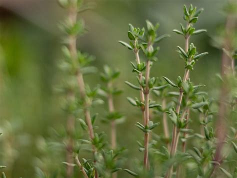 Drying Your Own Herbs - Cosmopolitan Cornbread