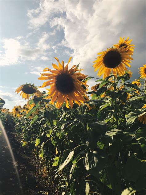 Aesthetic Sunflower Field Wallpapers - Wallpaper Cave