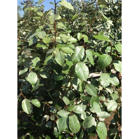 Elaeagnus Hedge Plants For Sale | Elaeagnus Hedging Plants