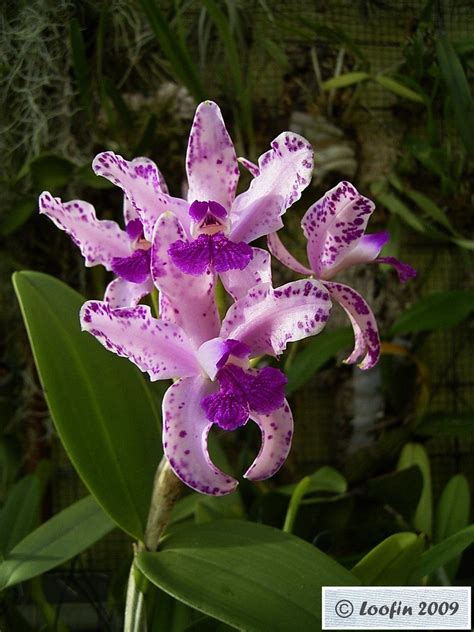 Cattleya amethystoglossa | Cattleya Species, bifoliat (Brazi… | Flickr