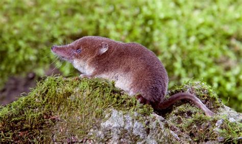 Common Shrew | Heart of England Forest