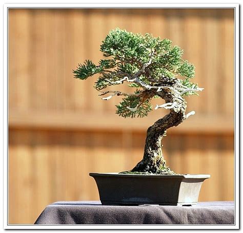 Juniper Procumbens | Bonsai Nut