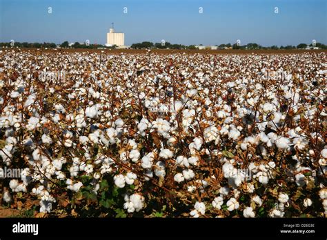 West Texas cotton field Stock Photo - Alamy