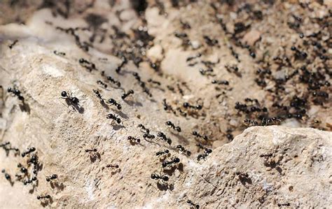 Five No-Sweat Ant Prevention Tips For Chicago Homeowners