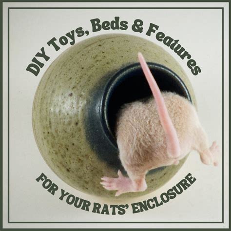 How to Create DIY Toys and Features for Your Rats’ Enclosure - PetHelpful