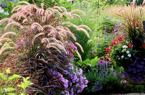 Red Fountain Ornamental Grass Pennisetum Setaceum Rubrum | lupon.gov.ph