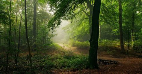 Brown pathway in forest, nature, landscape, path, forest HD wallpaper | Wallpaper Flare